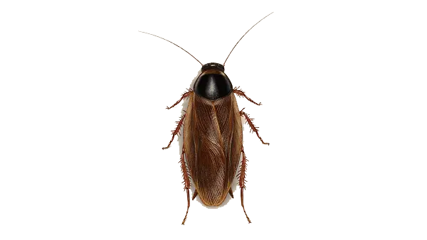 Field cockroach