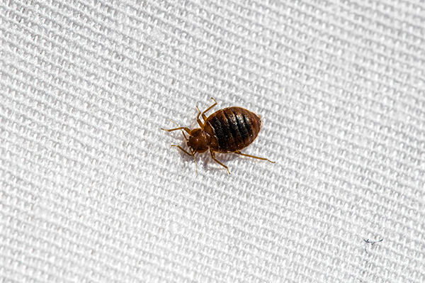 Prevent Bed Bugs While Traveling in Texas | Bug Express