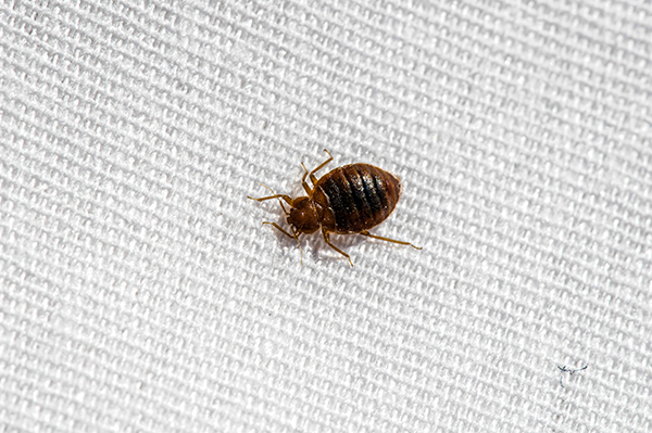 Prevent Bed Bugs While Traveling in your area