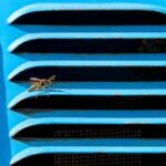Wasp on a blue car | Prevent wasps in your car in Texas