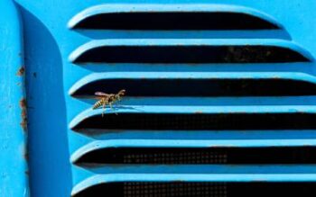 Wasp on a blue car | Prevent wasps in your car in Texas