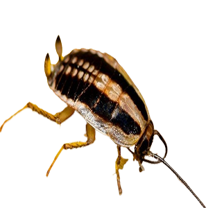 Asian cockroach