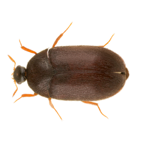 Black Carpet Beetle Identification Info Bug Express Pest Control And Exterminator Services