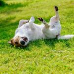 a happy dog rolls - but how can you prevent tick bites on pups in san angelo texas?