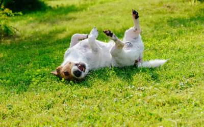 a happy dog rolls - but how can you prevent tick bites on pups in san angelo texas?