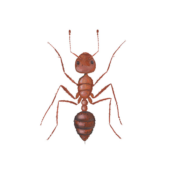 Fire Ant identification up close white background