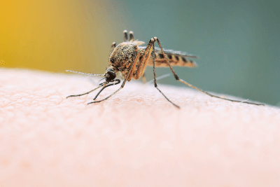 Mosquito Identification in your area