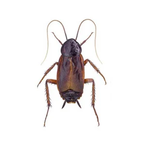 Oriental Cockroach up close white background