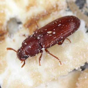 Red Flour Beetle up close on counter
