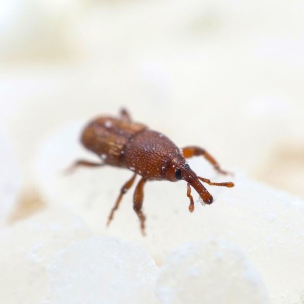 Rice Weevil up close on counter