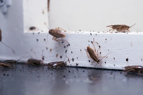 Roaches on window in San Angelo, TX | Bug Express