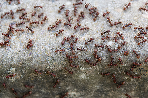 Signs of an ant infestation in San Angelo, TX | Bug Express
