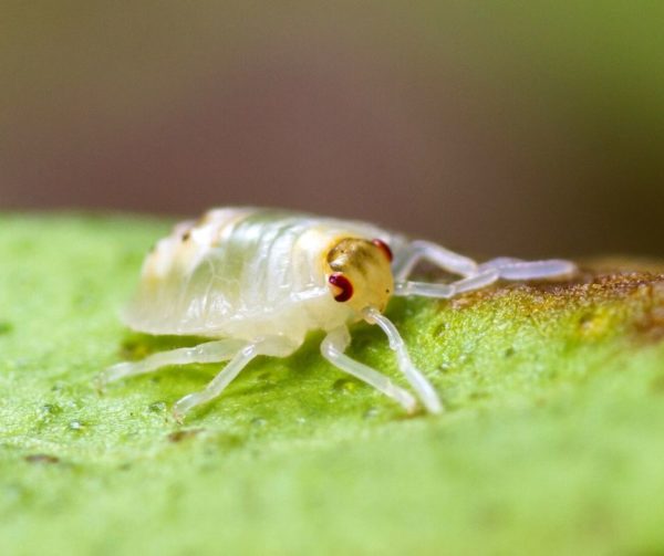 Spider Mite up close on leaf