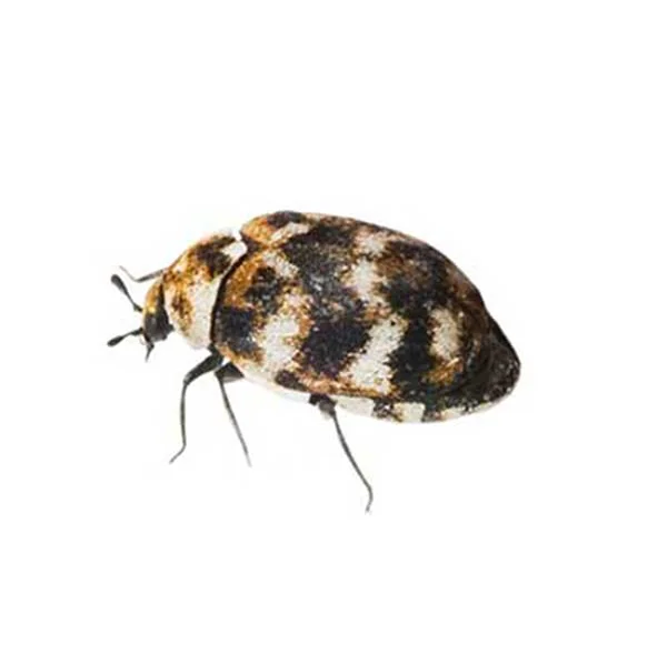 Varied Carpet Beetle Identification & Info  Bug Express - Pest Control and  Exterminator Services